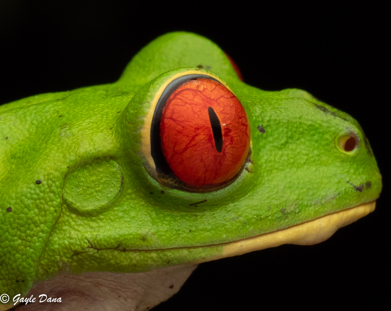 Frogs Snakes Insects